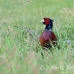 pheasant_manan_h_0491_can3778.jpg